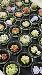 Hình ảnh Set 9 hoa rau câu sen đá