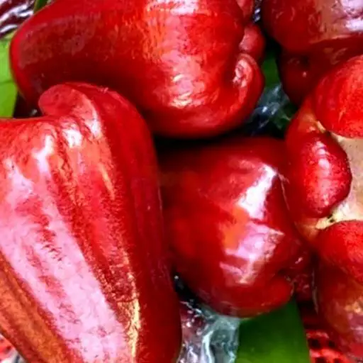 Hình ảnh Roi đào đá bổ miếng/khay