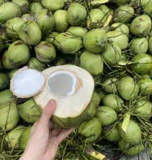 Hình ảnh Dừa xiêm 