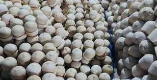 Hình ảnh Dừa trái