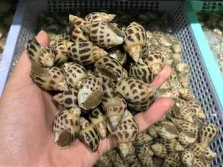 Hình ảnh Ốc Hương Hấp xả ớt 