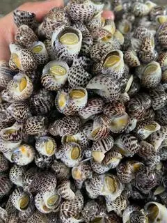 Hình ảnh Ốc Bông Rang Muối