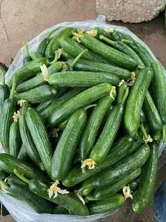 Hình ảnh dưa chuột 