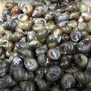 Hình ảnh Ốc đắng - 800g 