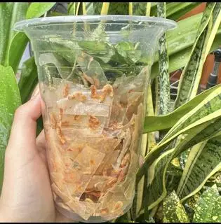 Hình ảnh Bánh tráng BƠ RUỐC