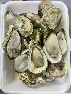 Hình ảnh 1KG HÀU HẤP