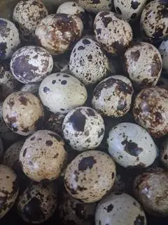Hình ảnh trứng cút thêm