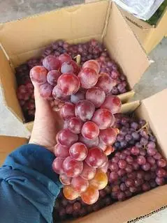 Hình ảnh Nho Đỏ có hạt  (hộp 350g)