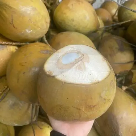 Hình ảnh Dừa Xiêm Ướp Lạnh 