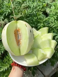 Hình ảnh Dưa Sữa Nhật Bản Cắt Khay