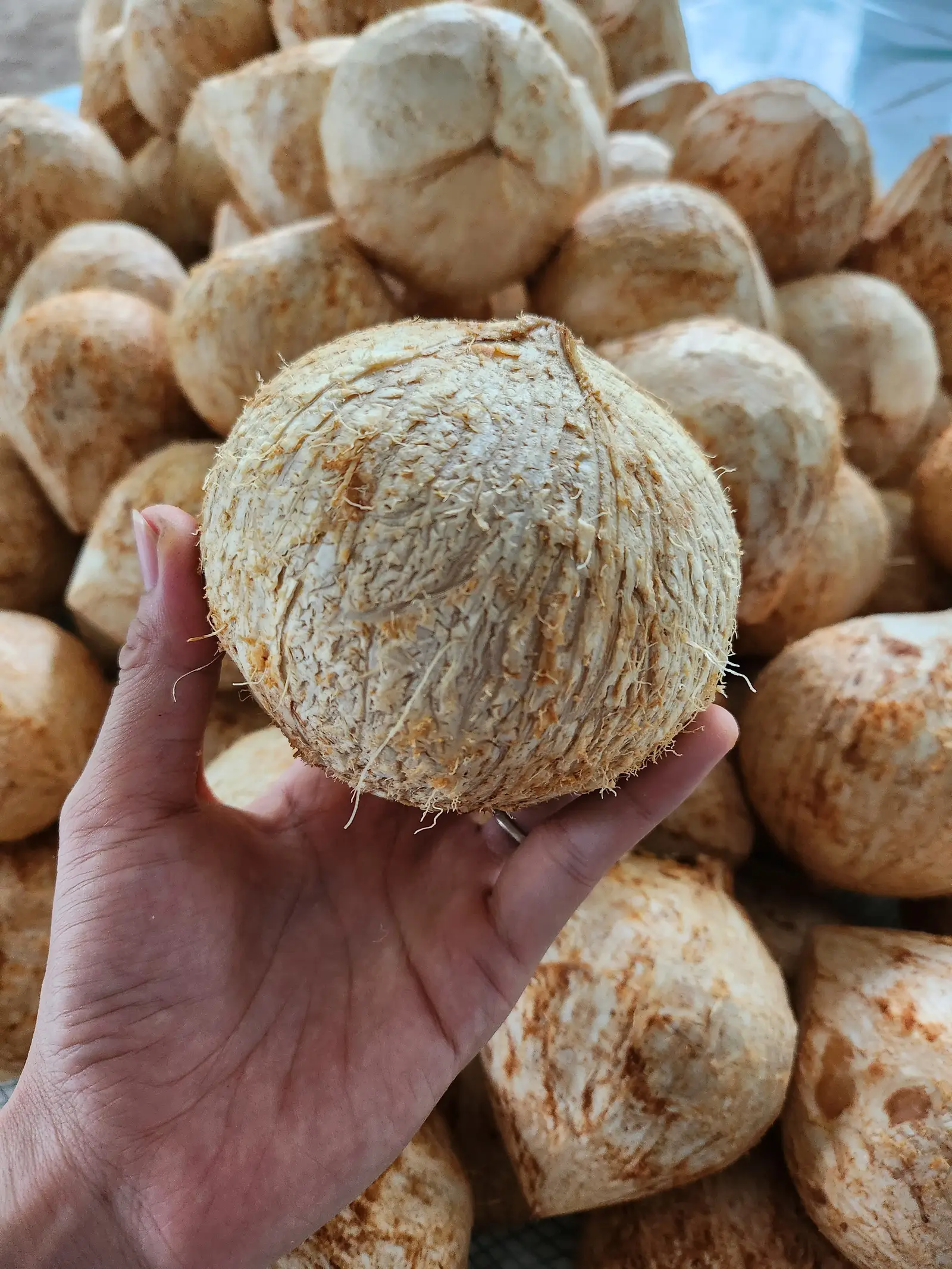 Hình ảnh Dừa Xiêm gọt trọc không ngâm tẩy size lớn 500-600g