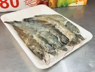 Hình ảnh TÔM