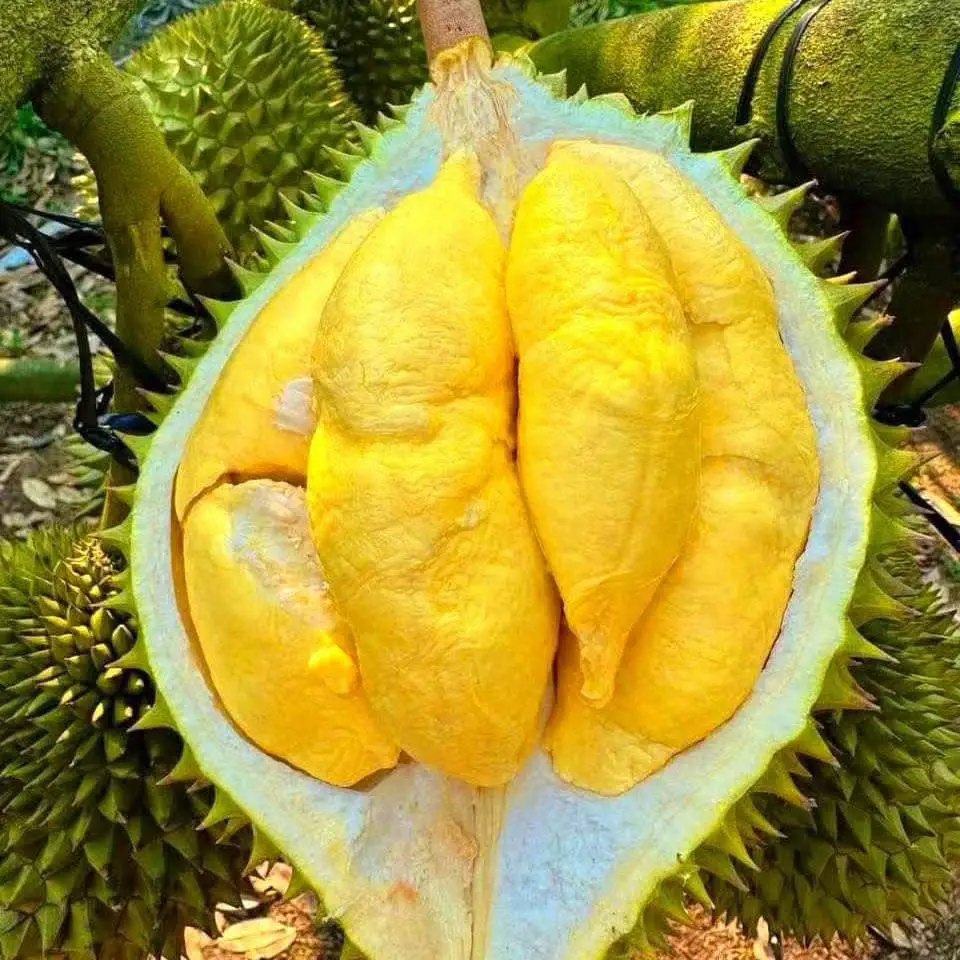 Hình ảnh Sinh tố sầu riêng