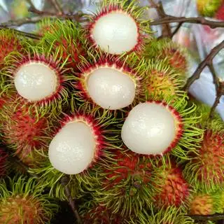 Hình ảnh CHÔM THÁI 500 gr 