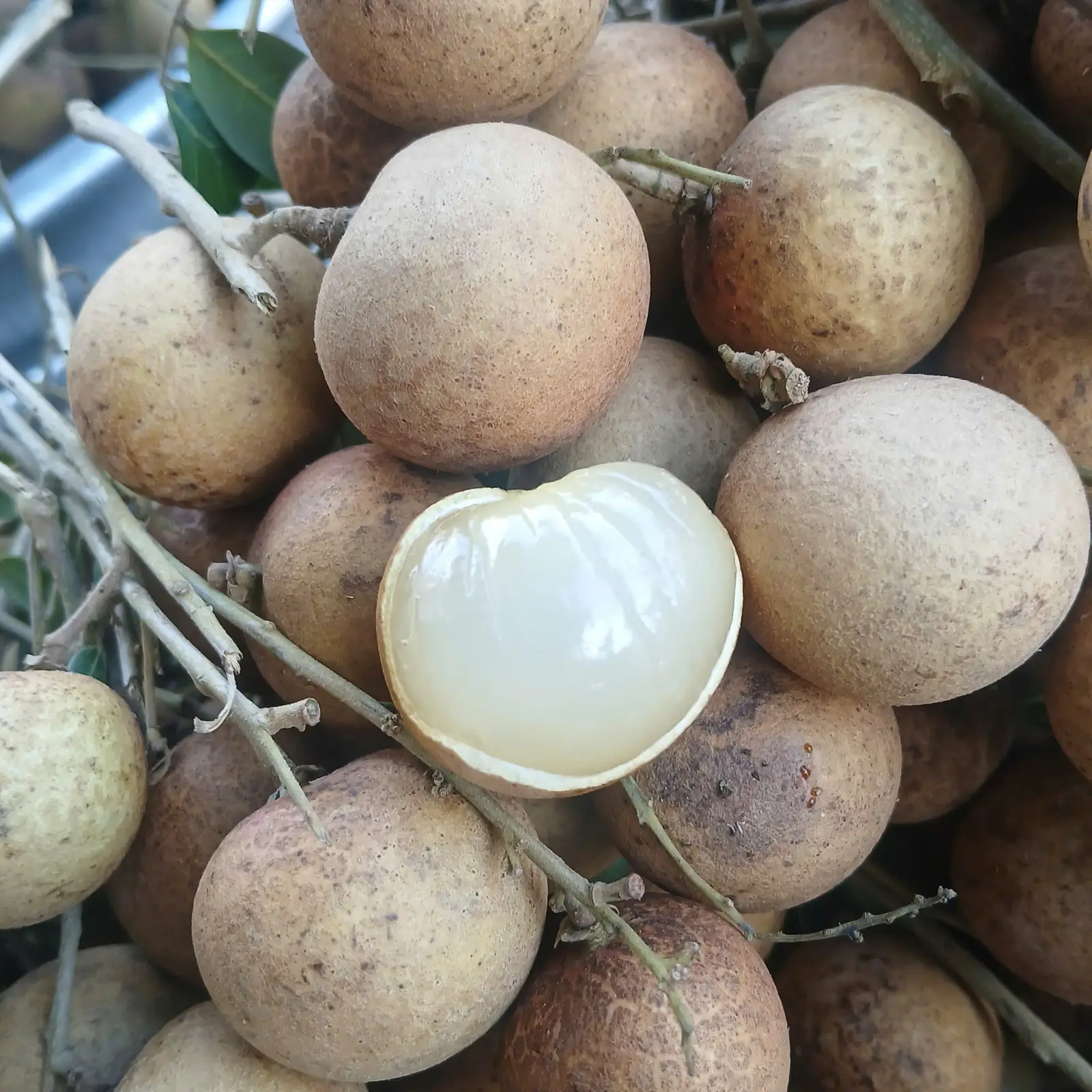 Hình ảnh nhãn bắp cải