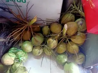 Hình ảnh Dừa tươi nguyên trái lớn