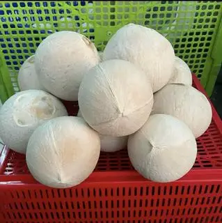 Hình ảnh Dừa xiêm trọc - size 390- 420gr
