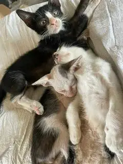 Hình ảnh combo 6 viên