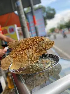 Hình ảnh Cá tai tượng chiên xù lớn 1kg4- 1kg6