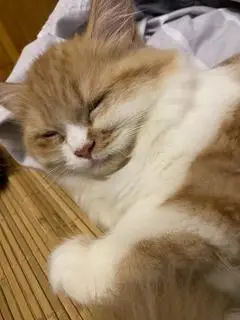 Hình ảnh Chè đậu đỏ đậu đen