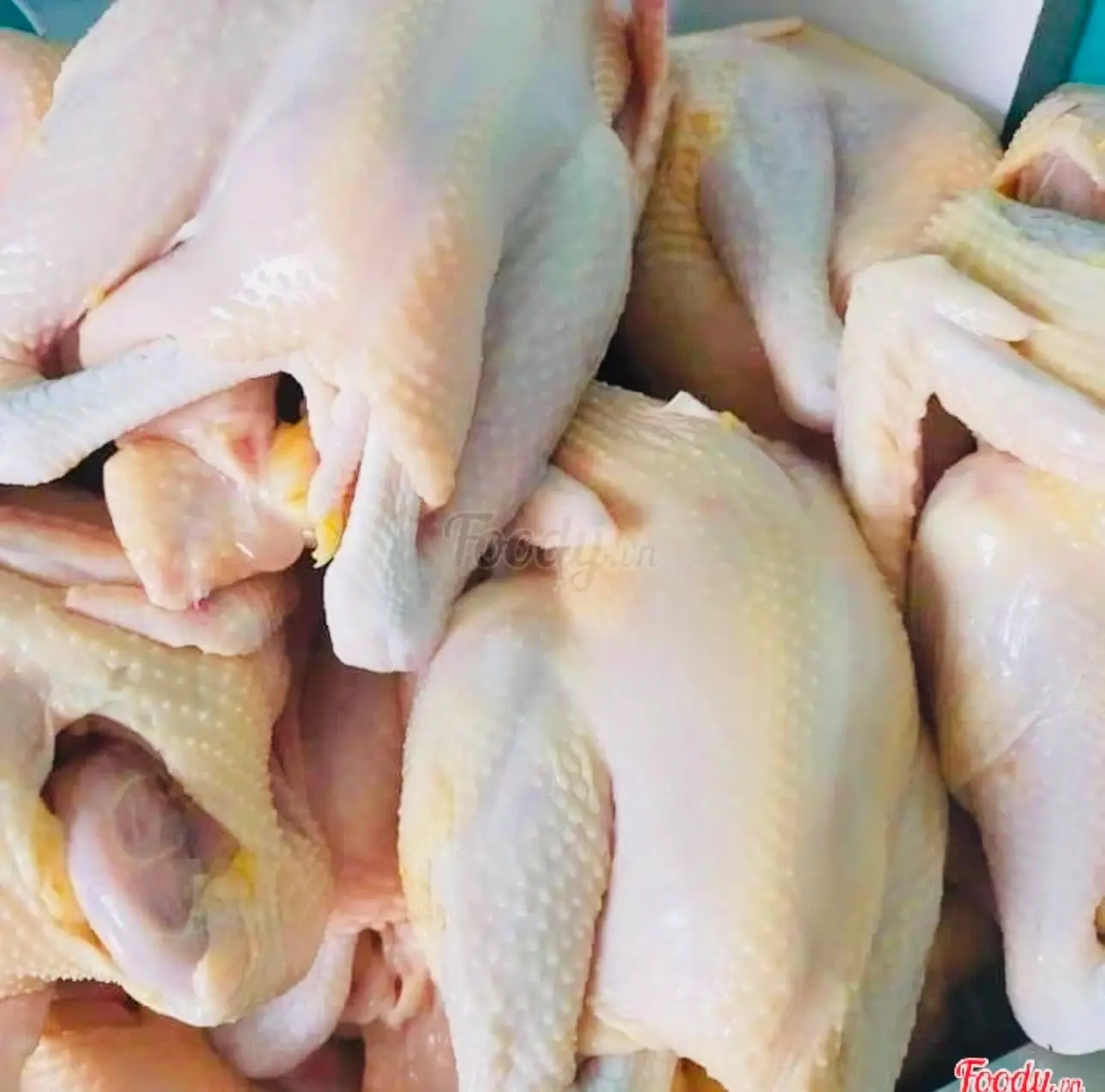 Hình ảnh Gà tươi thịt sạch - nguyên con