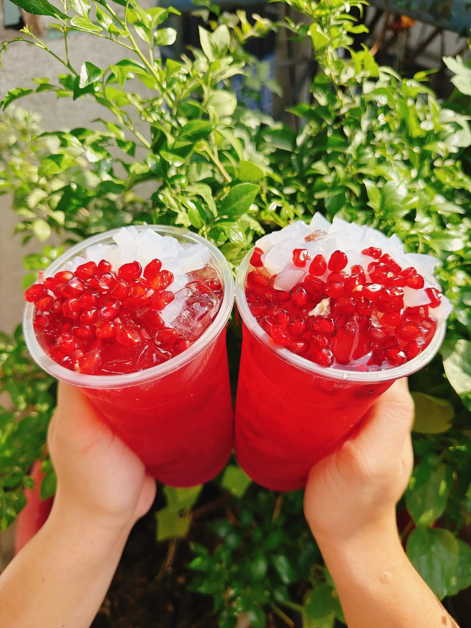Hình ảnh Trà Lựu Hồng Đài