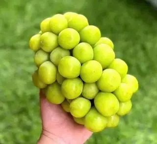 Hình ảnh Chùm  Nho Sữa ( 1kg)