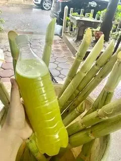 Hình ảnh MÍA LÍT