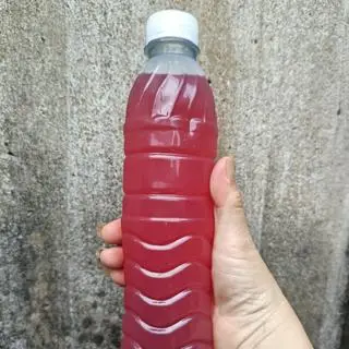 Hình ảnh Nước tía tô 
