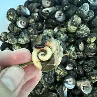 Hình ảnh Ốc nón cồ