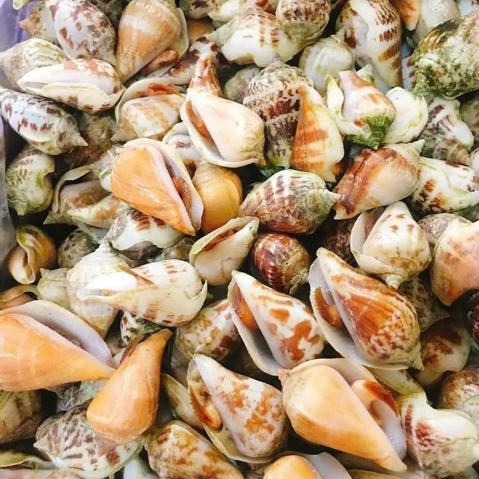 Hình ảnh Ốc nhảy rang muối - NỬA KG