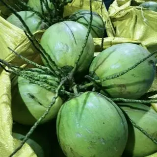 Hình ảnh Dừa xiêm Bến Tre 
