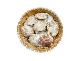 Hình ảnh So Điệp Nhật ( 6 con )