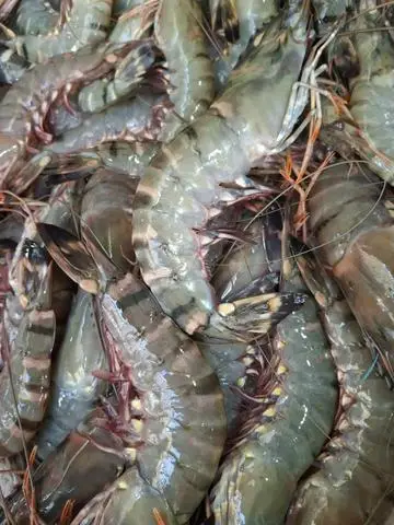 Hình ảnh tôm sú biển nướng mọi 