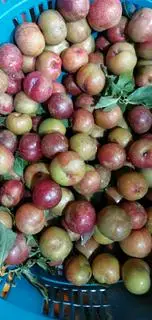 Hình ảnh 50.11 - mận mộc châu đóng khay chua - giòn - 300g - kèm muối chấm