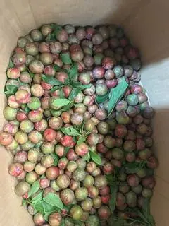 Hình ảnh 1 hộp mận đầu mùa