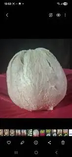 Hình ảnh Bưởi da xanh Bến Tre 