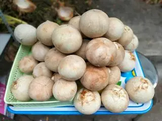 Hình ảnh DỪA XIÊM TRỌC KHÔNG TẨY, Sz 400-500g