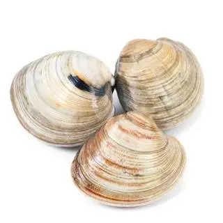 Hình ảnh Nghêu - 4 con