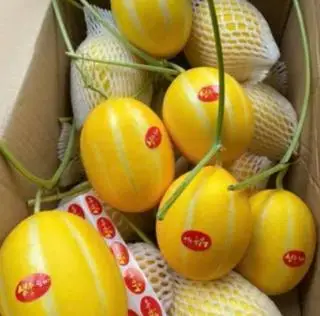 Hình ảnh dưa Lê giống Hàn 