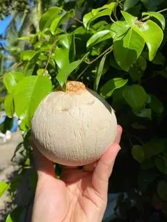 Hình ảnh Dừa Xiêm Trọc