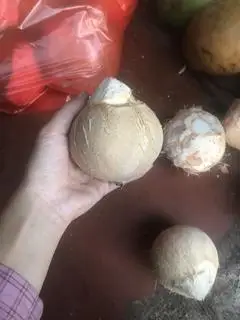 Hình ảnh Dừa xiêm gọt xuất L3