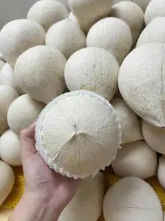 Hình ảnh Dừa Xiêm Trọc- size 620- 680gr