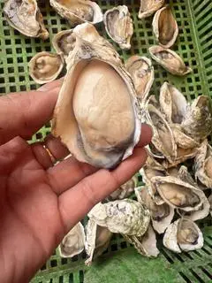 Hình ảnh Hàu hấp sả gừng