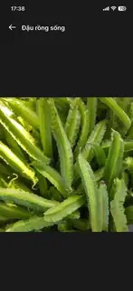 Hình ảnh Đậu rồng sống