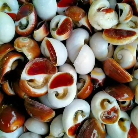 Hình ảnh ốc mỡ biển hấp sả