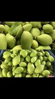 Hình ảnh xoài bảo tử * chua, giòn* 1 kg