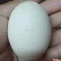 Hình ảnh Trứng Gà Vữa