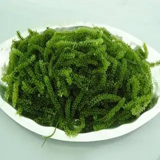 Hình ảnh Rong Nho Tươi Kèm Sốt Mè