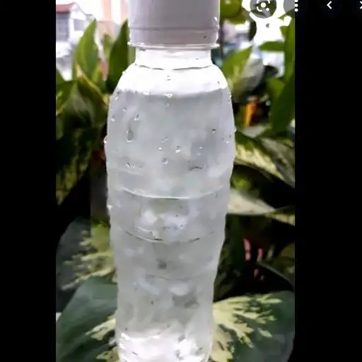Hình ảnh Nha Đam Mũ Trôm